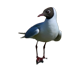 Mouette, descriptif du gîte