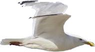 Mouette en vol